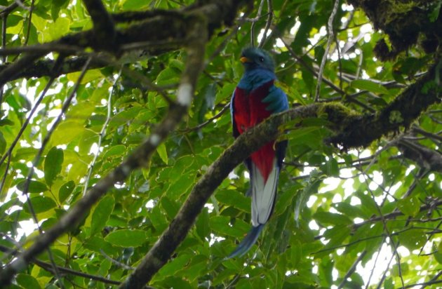 Quetzal