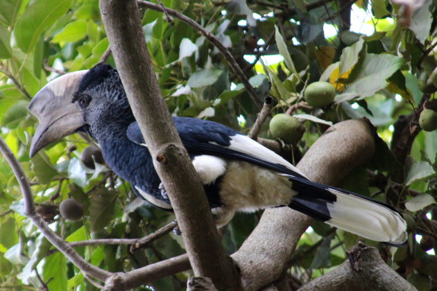 Vogeltje!