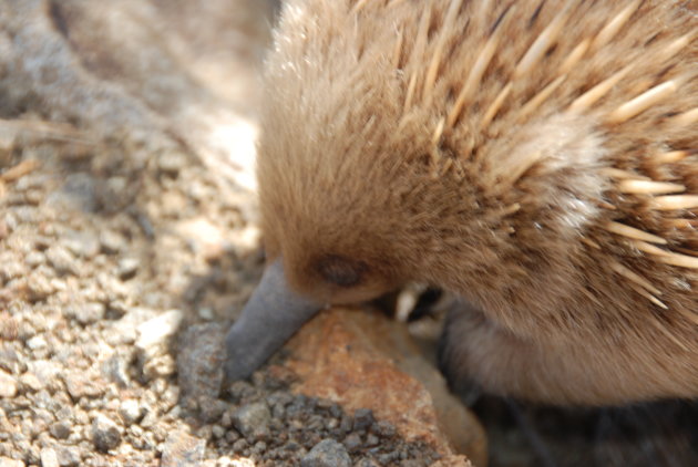 Echidna, Tasman National Park