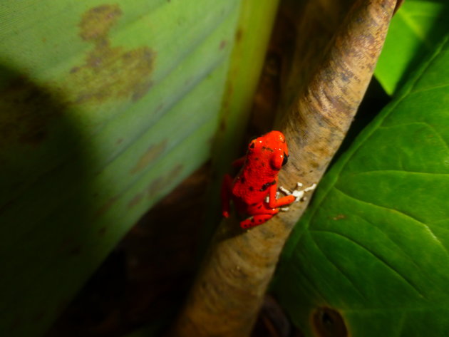 Red Frog on Red frog beach