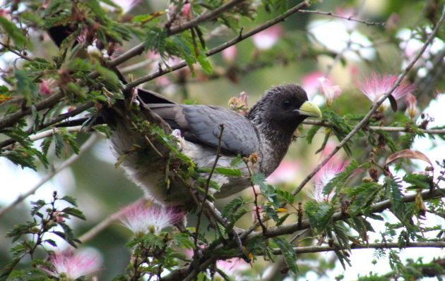 Eastern plantain eater