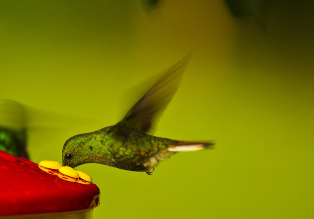 Eindelijk een kolibri op de foto!