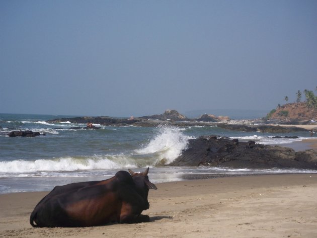 koe op het strand