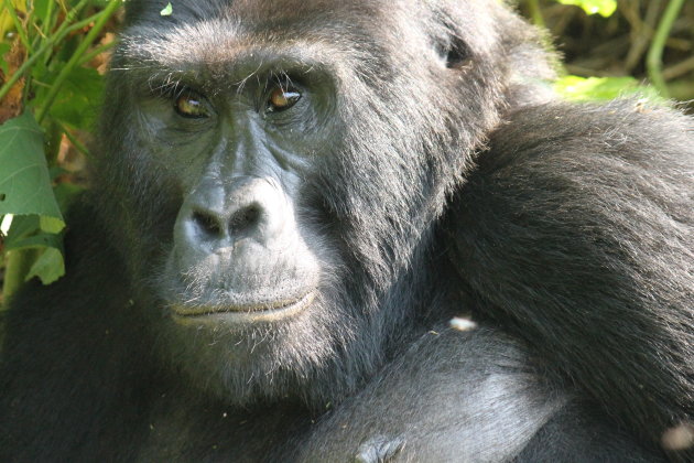 De enige echte BAAS, de Silverback berggorilla !