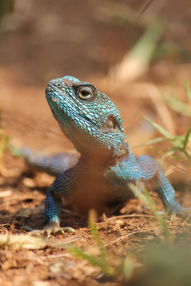 Blue Headed tree agama