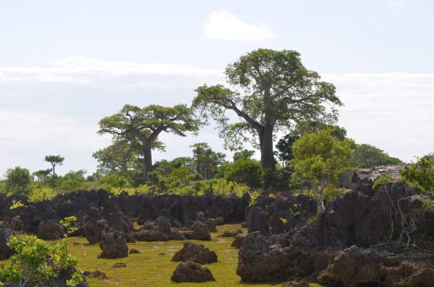 Opgedroogd rif aan de kust van Kenia