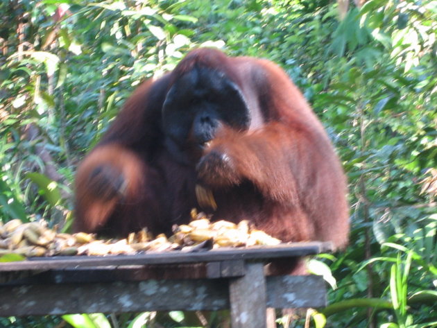 Orang oetan man