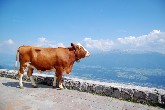 Alpenkoe op de uitkijk