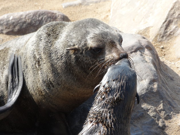 Zeehond