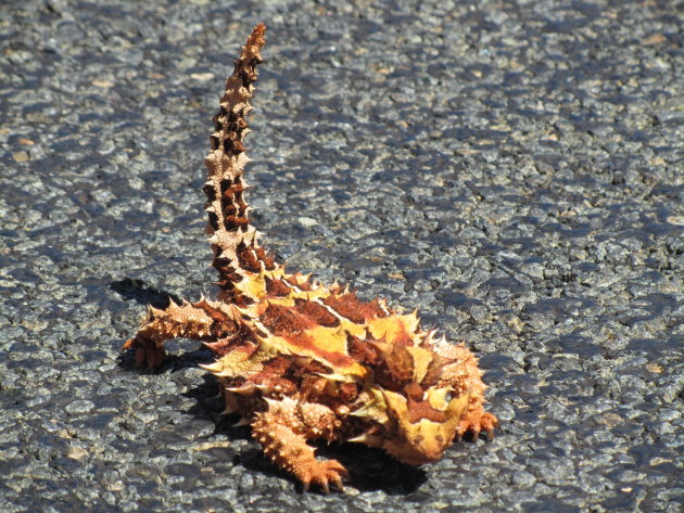 Bergduivel in Australië