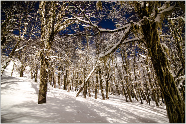 bossen in Chapelco