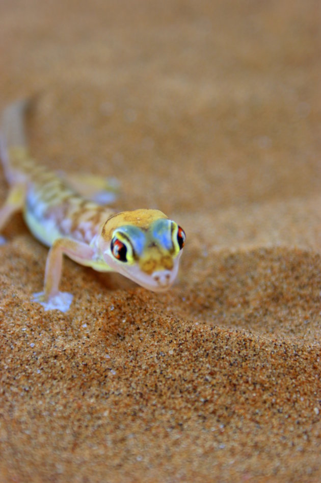 Gecko