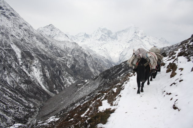 Yaks op je pad; Gokyo trekking in het Everest gebied. 