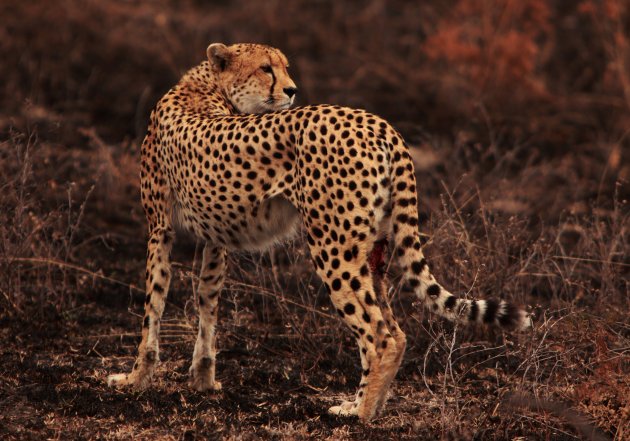 Gewonde cheetah