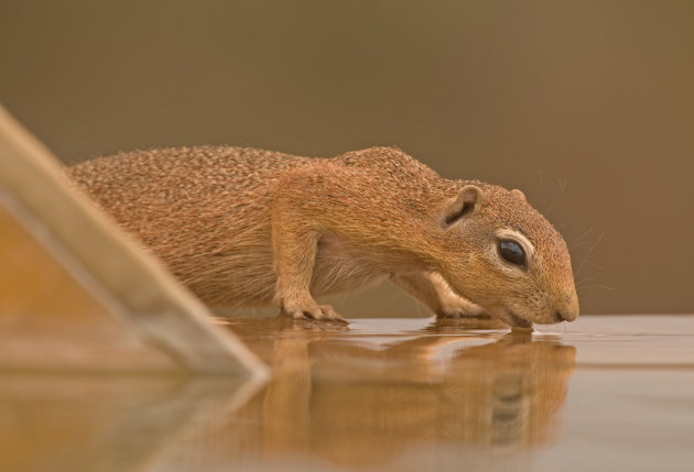 Een beetje dorst