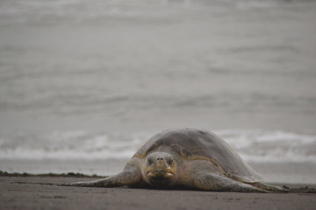 Zeeschildpad in Ostional