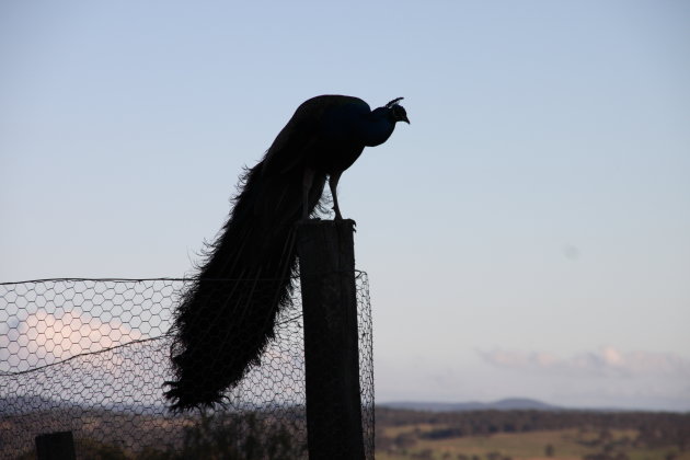 Pretty Peacock