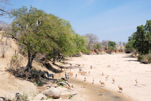 Waterzoekende Zebra en Impala in de droge Ruaha rivier