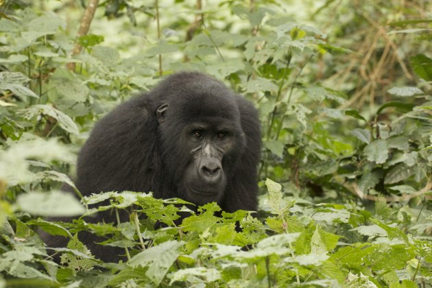 Gorilla uit het groen.