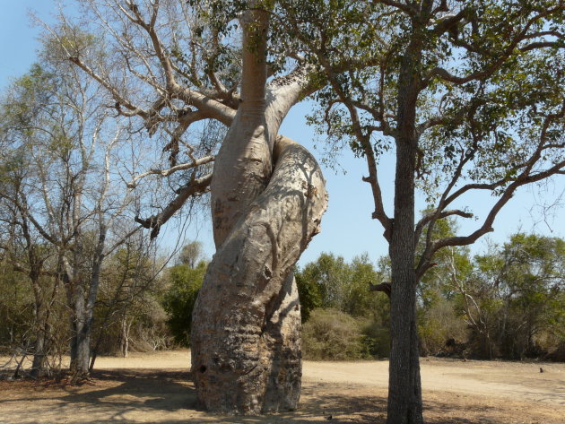 Baobab