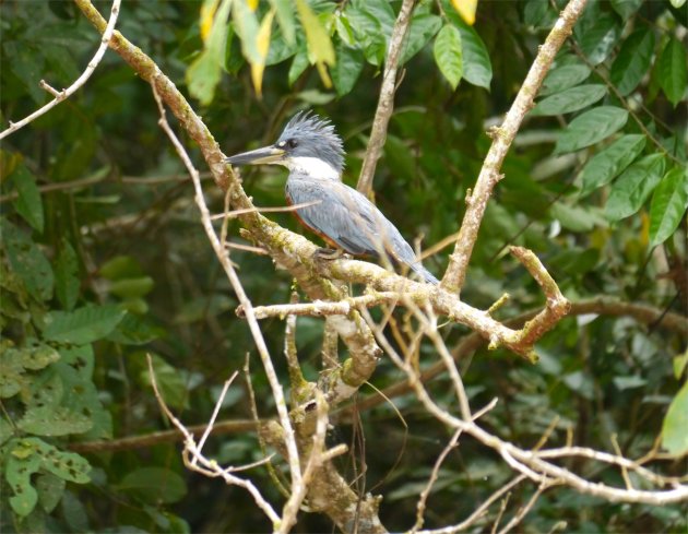 Kingfisher