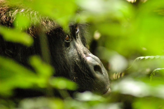 De berggorilla's in Bwindi Impenetrable Forest