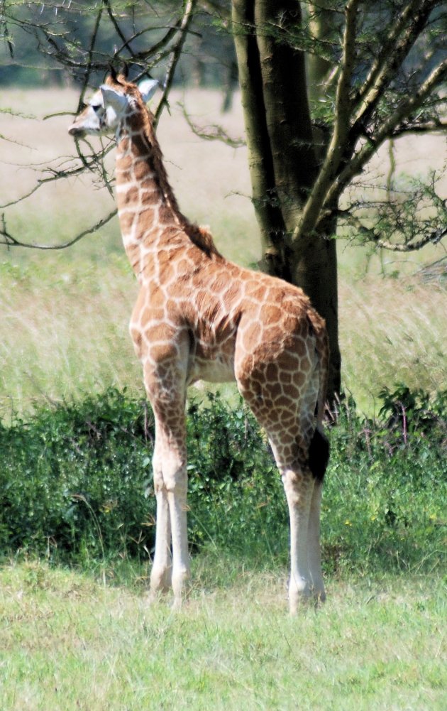 Rothschild Giraffe