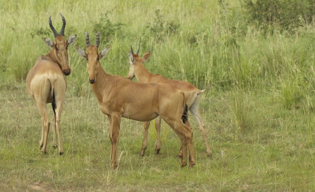 Fam.Hartebeest