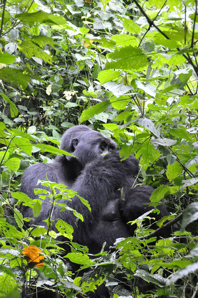 Silverback berggorilla