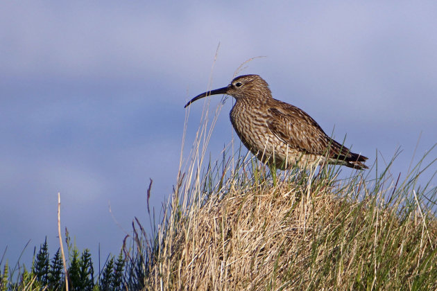 Regenwulp op IJsland