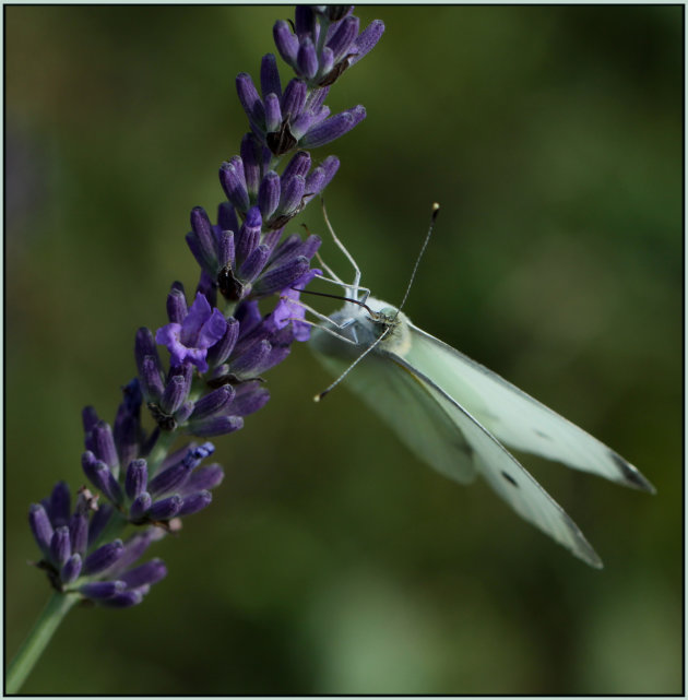 Vlinder op Lavendel