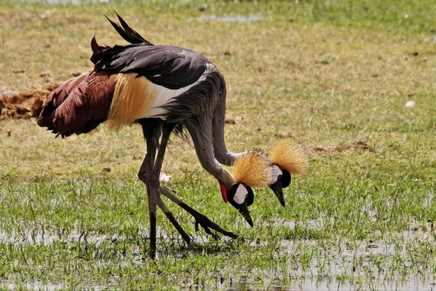 Grey crowned cranes