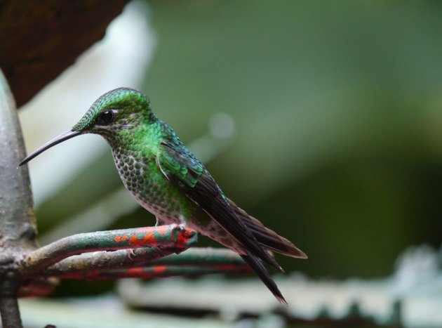 Groene fladderaar