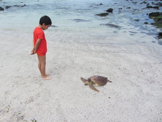 Jongetje ontmoet schildpad