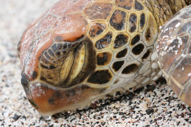 zeeschildpadje close-up