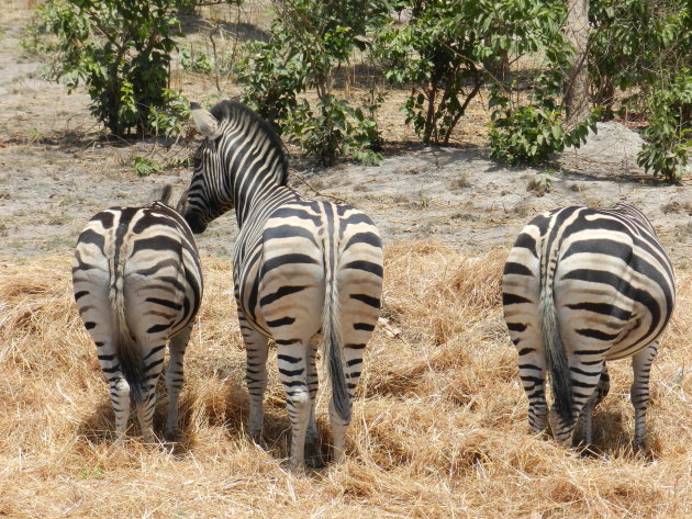 Zebra's in Senegal