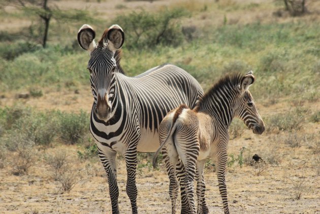 Grevy zebra