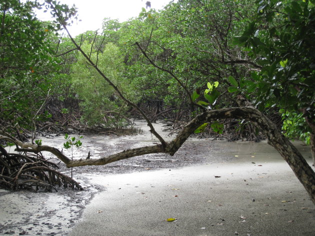 Mangrove