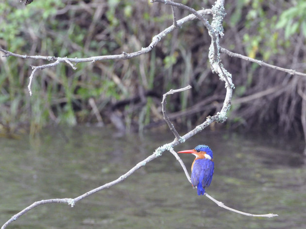 Blue Kingfisher