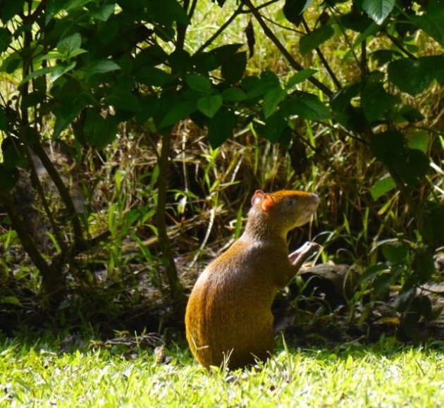 Agouti