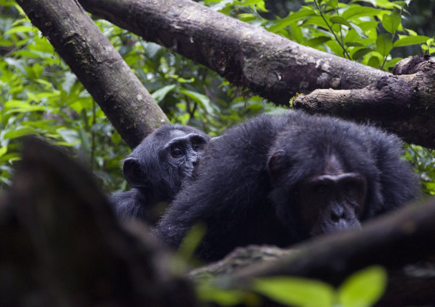 Vlooiende chimpansees