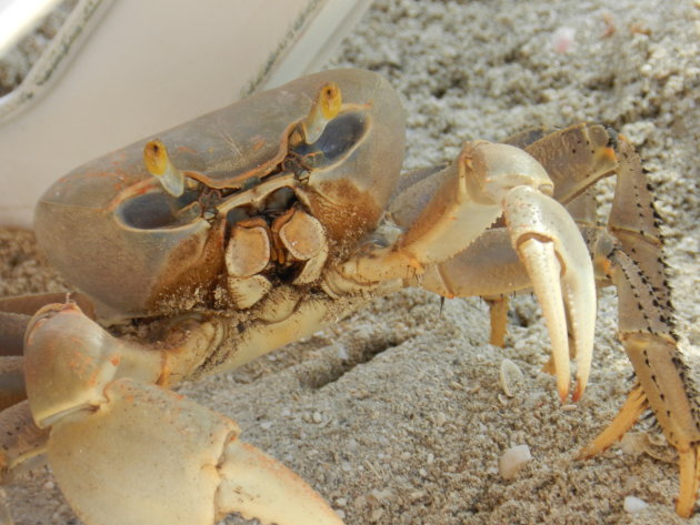 Krabbetje op het strand