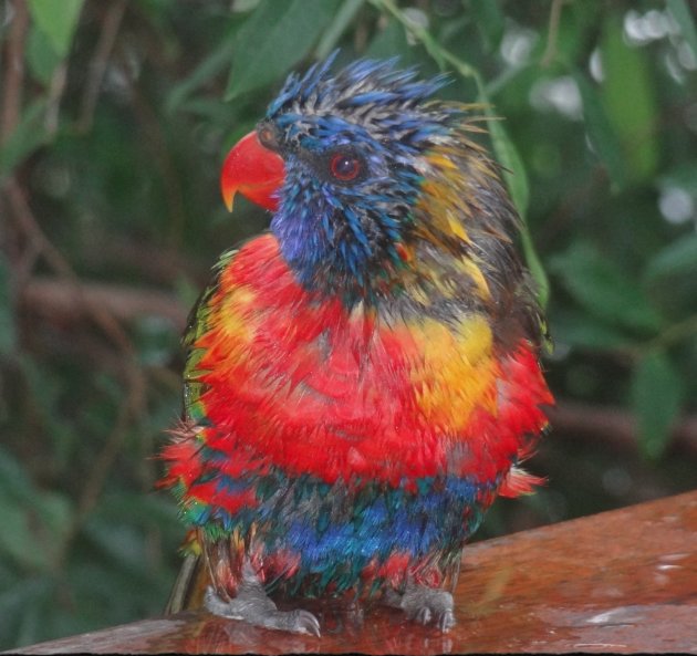 Doorweekte lorikeet