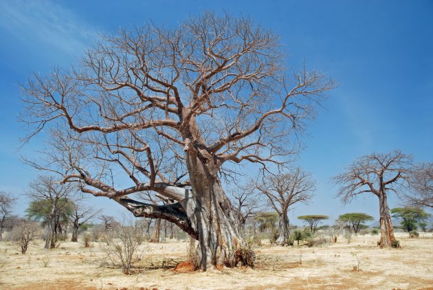 Baobab en Acacia in droog graslandschap