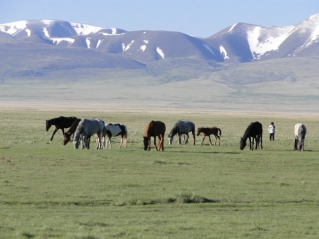 Paarden op Song Kul