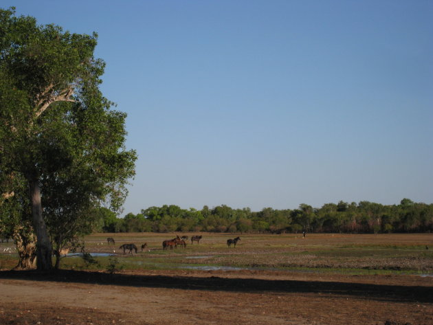 Wilde paarden in Kakadu NP