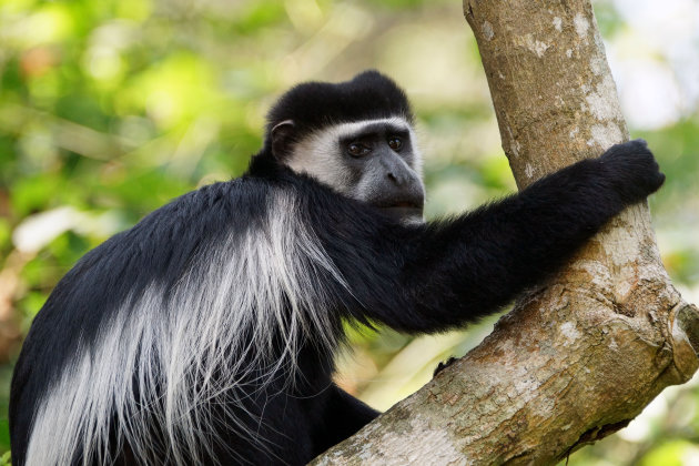 Colobus