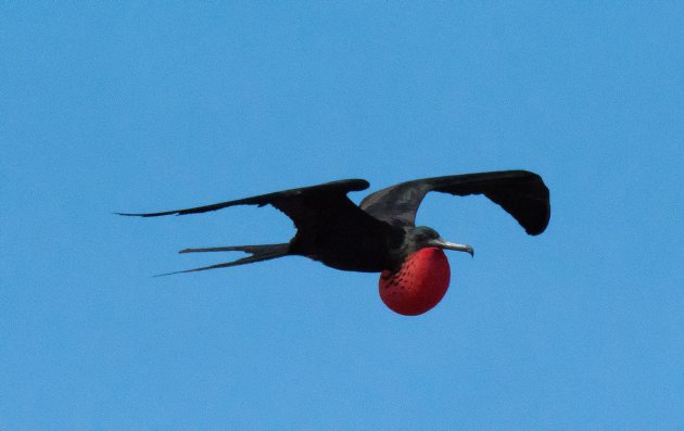 Great Frigatebird - North Seymour Island - Galápagos Islands
