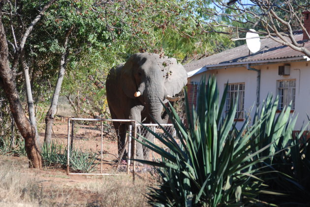 Olifant rondlopend in woonwijk Victoria Falls Town