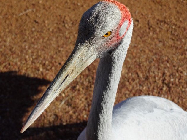 Brolga